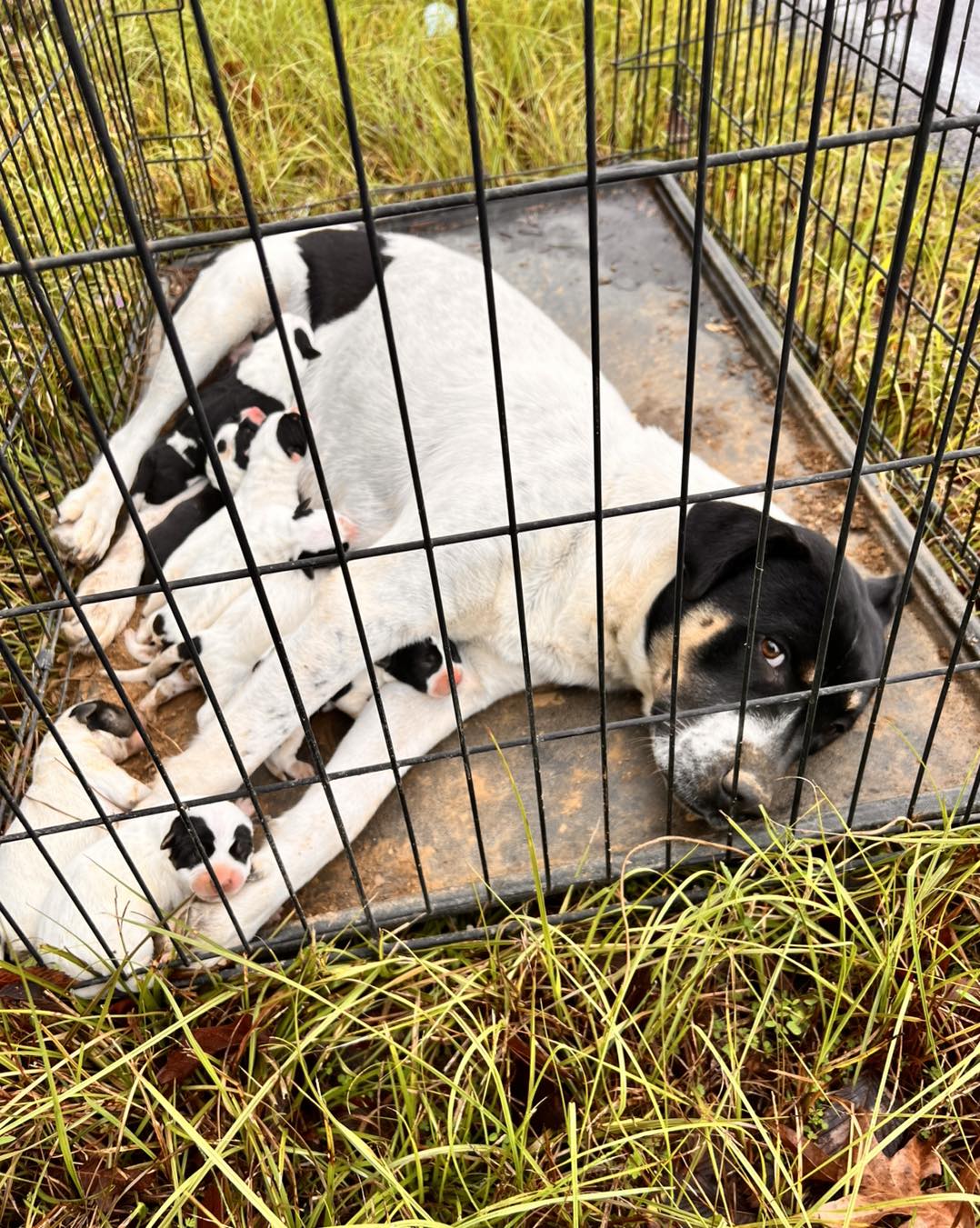 mother dog and puppies in a cage