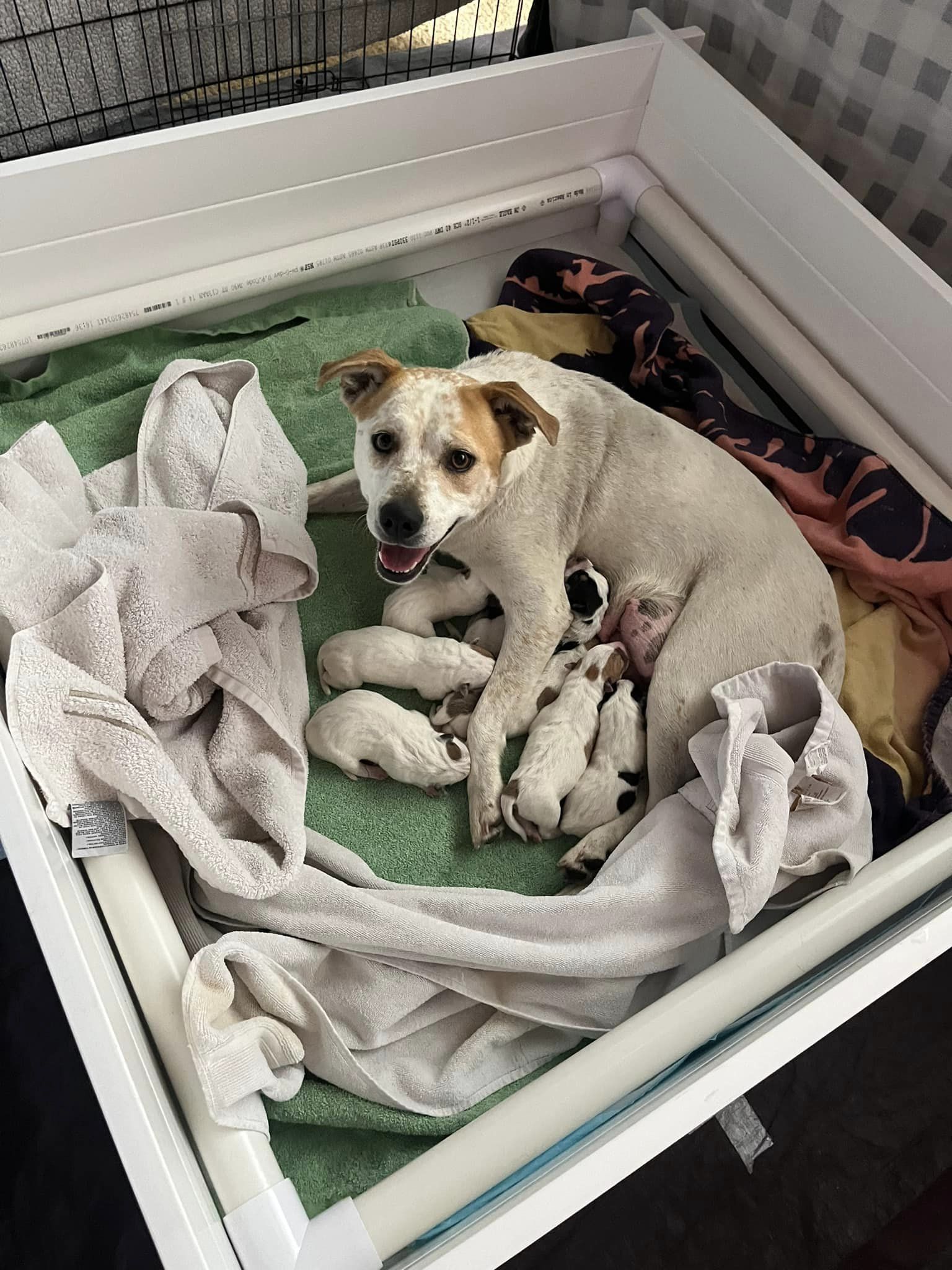 mother dog and puppies