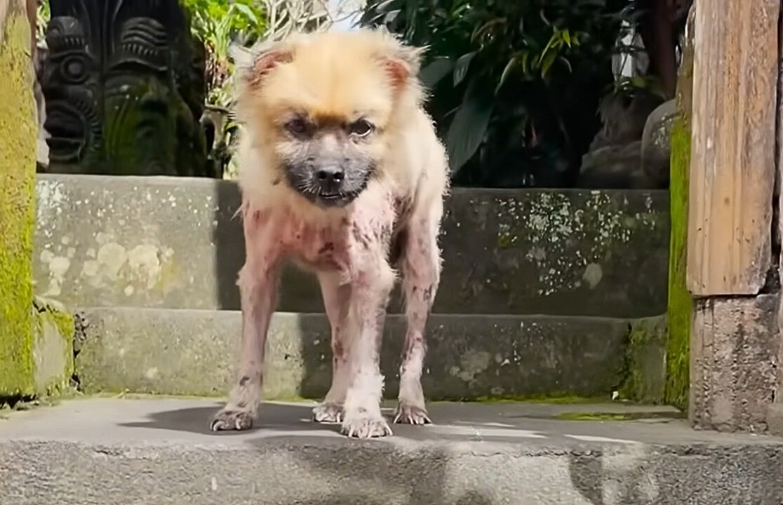 neglected pomeraninan pup