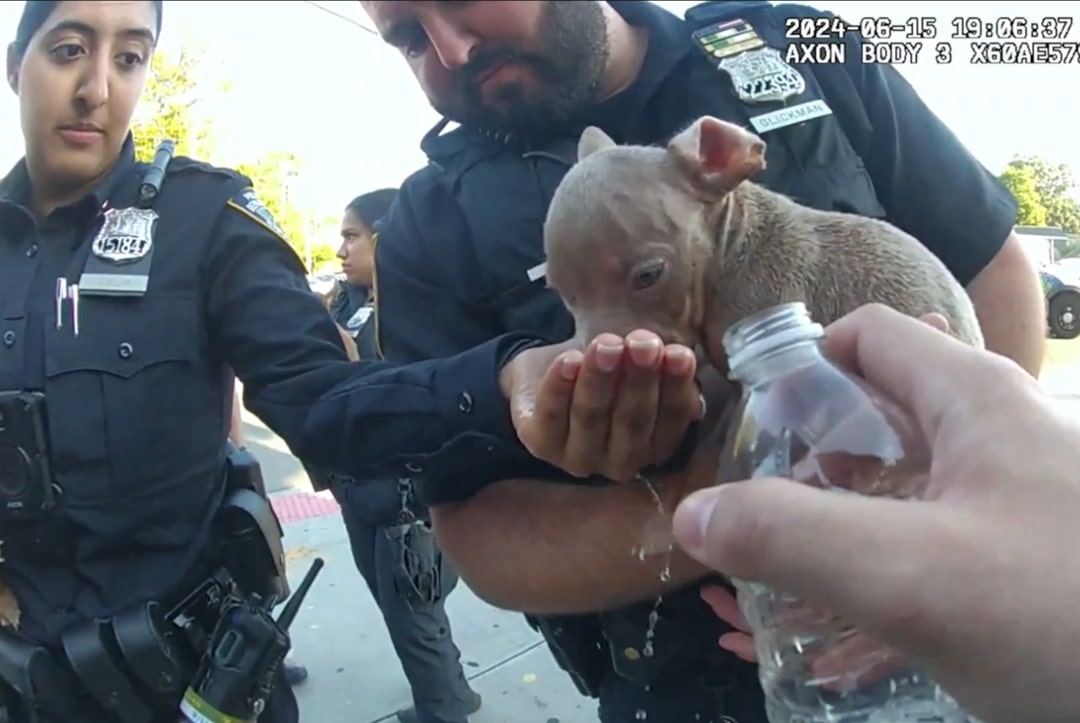 officers giving water to puppy