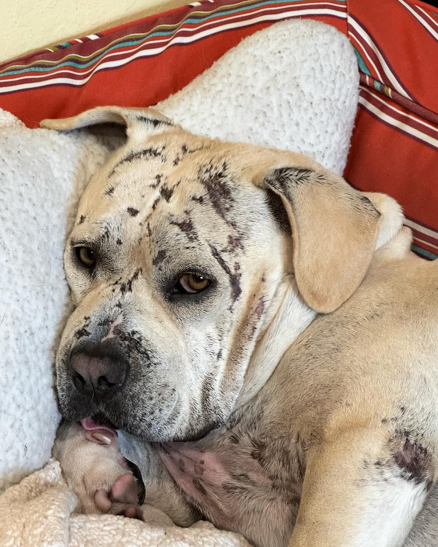 old dog laying in a bed