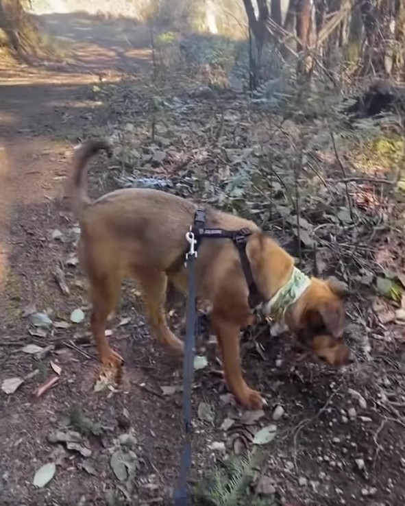 owner walking with dog in forest