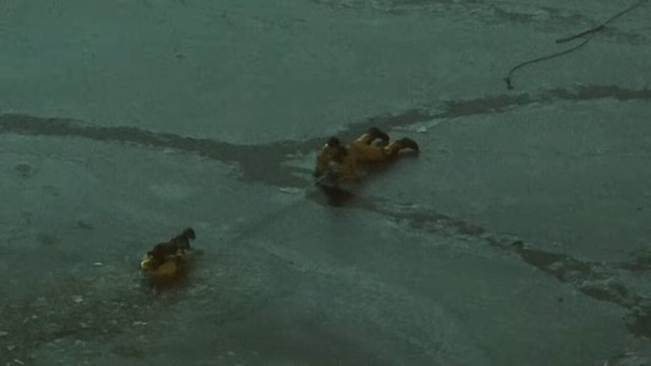 people saving dog in icy lake