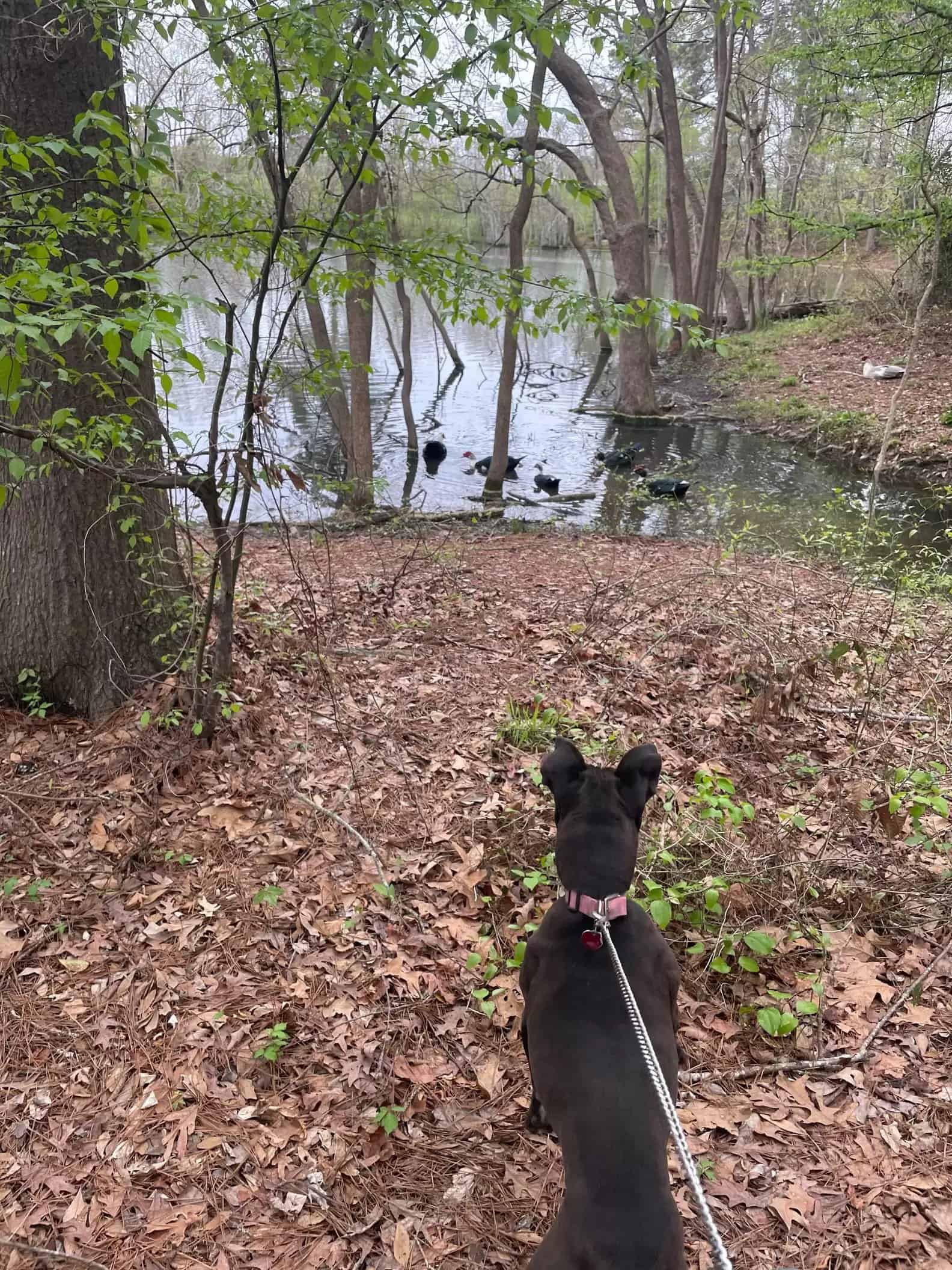 photo of Serena on a walk in Kiroli park