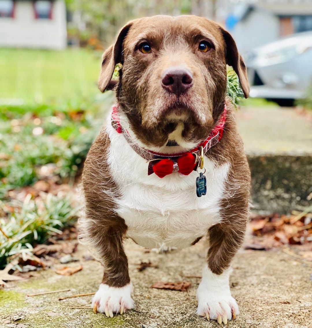 photo of a dog named hank