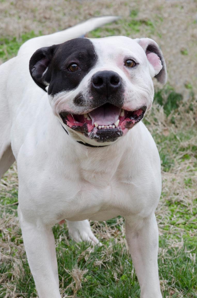 photo of a happy dog on grass