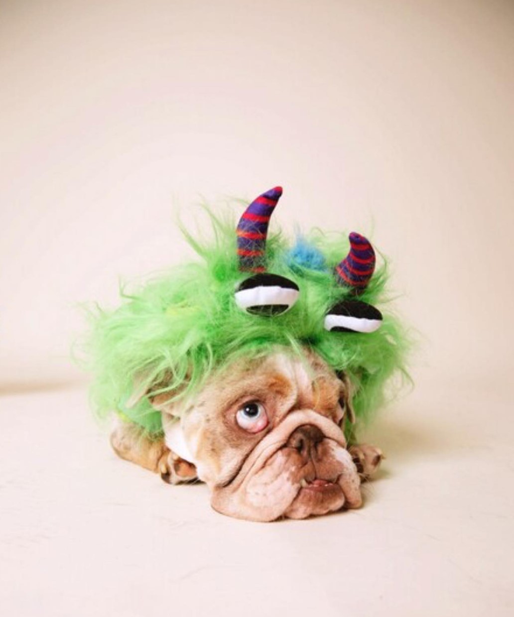 Photo of bulldog in a costume