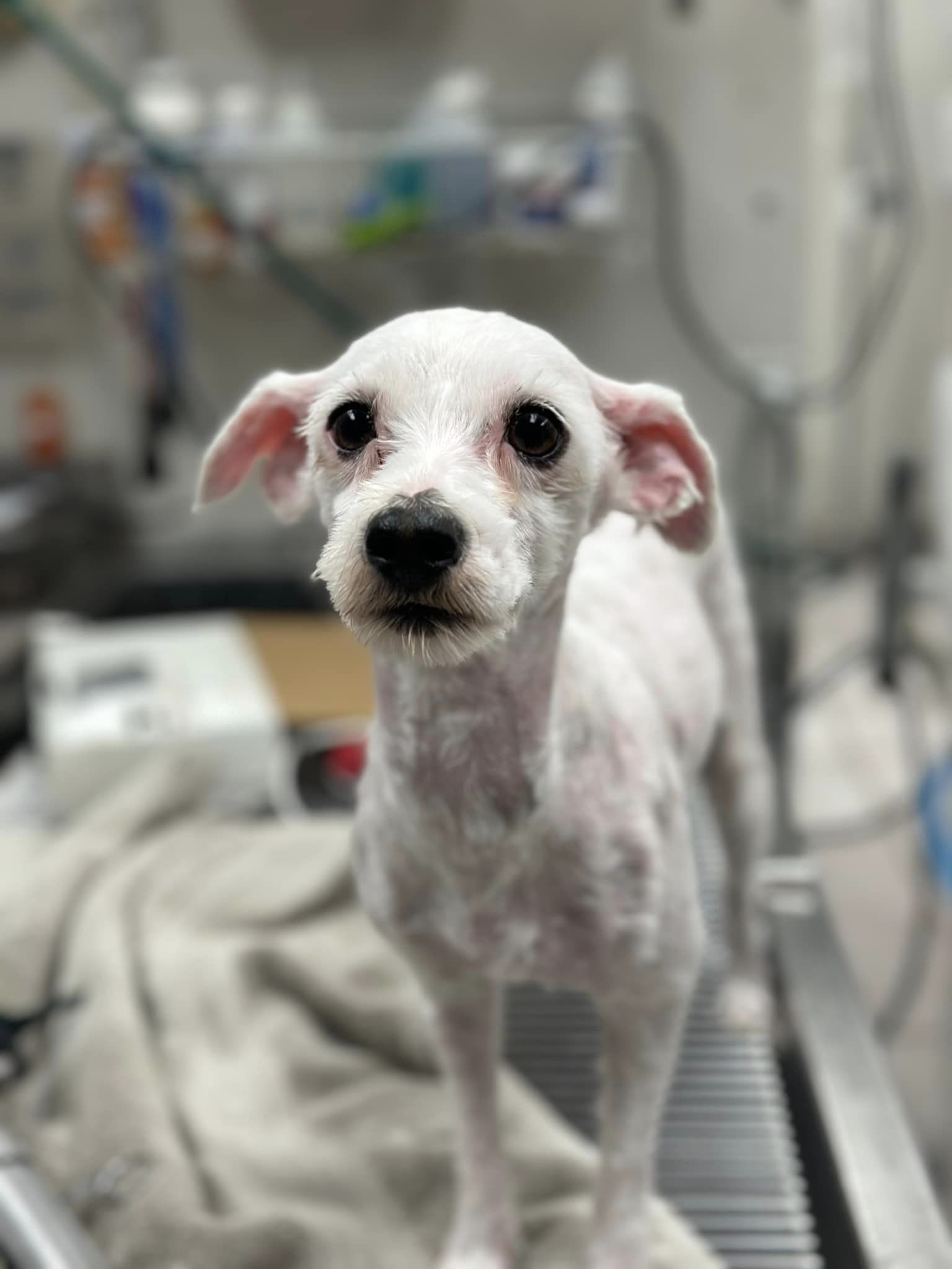 photo of dog after a haircut