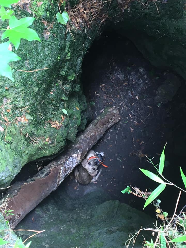 photo of dog in a cave