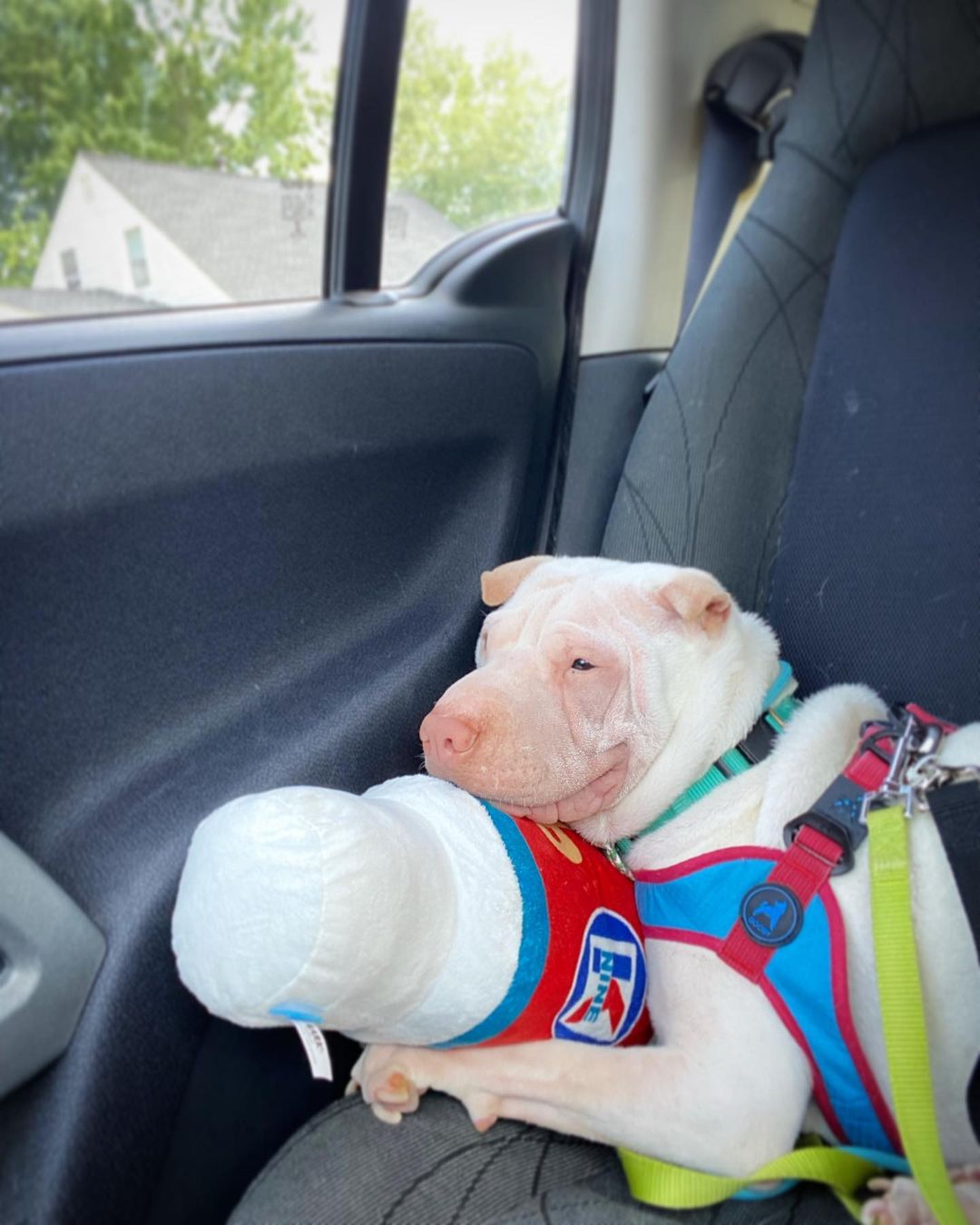 photo of dog lying in a car