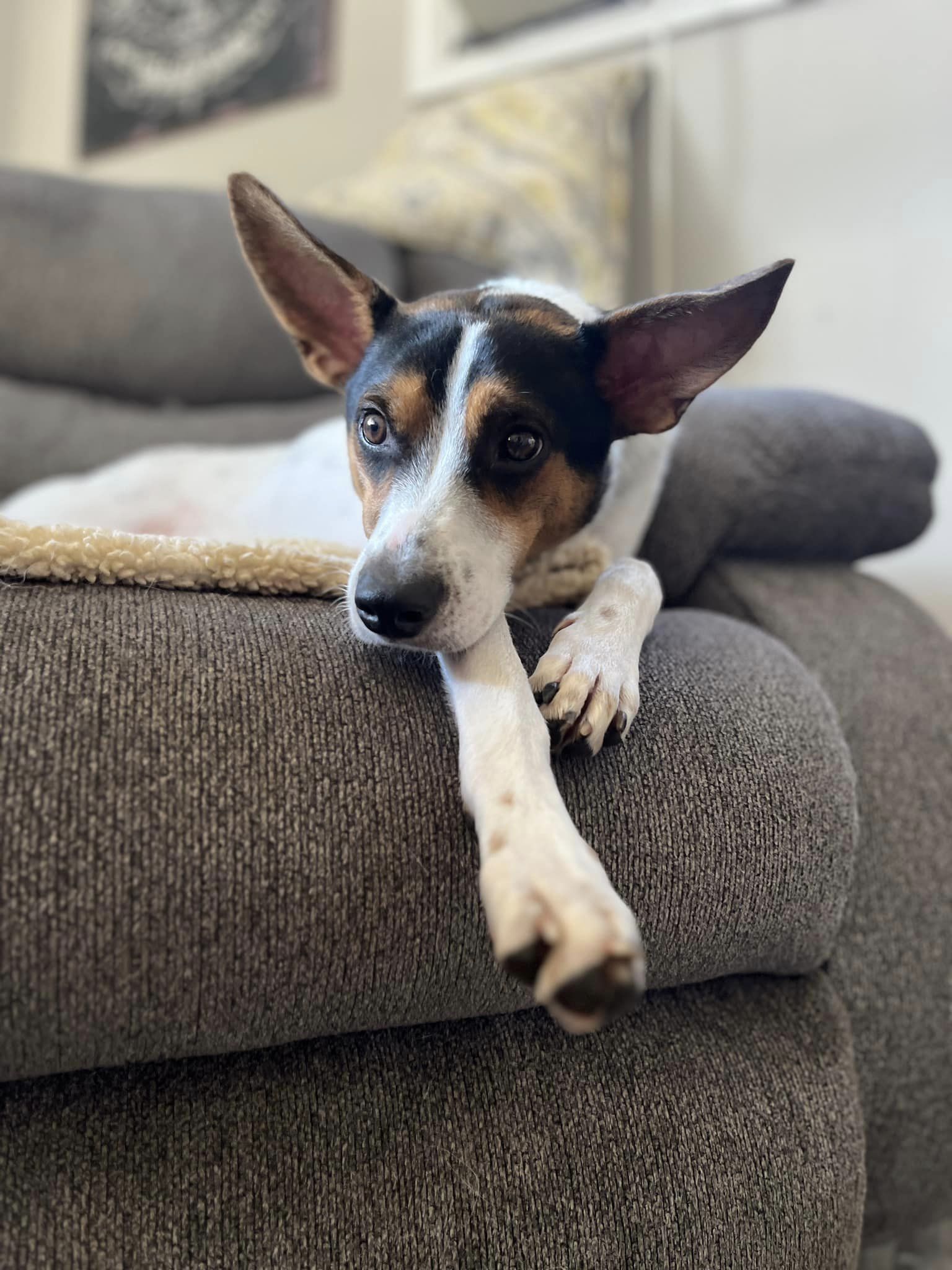 photo of dog lying on couch