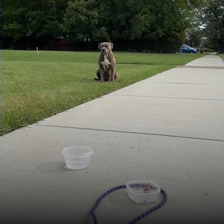 photo of pitbull in front yard