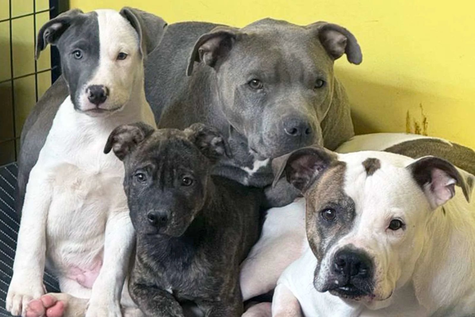 mama dog with her sister and two of her puppies