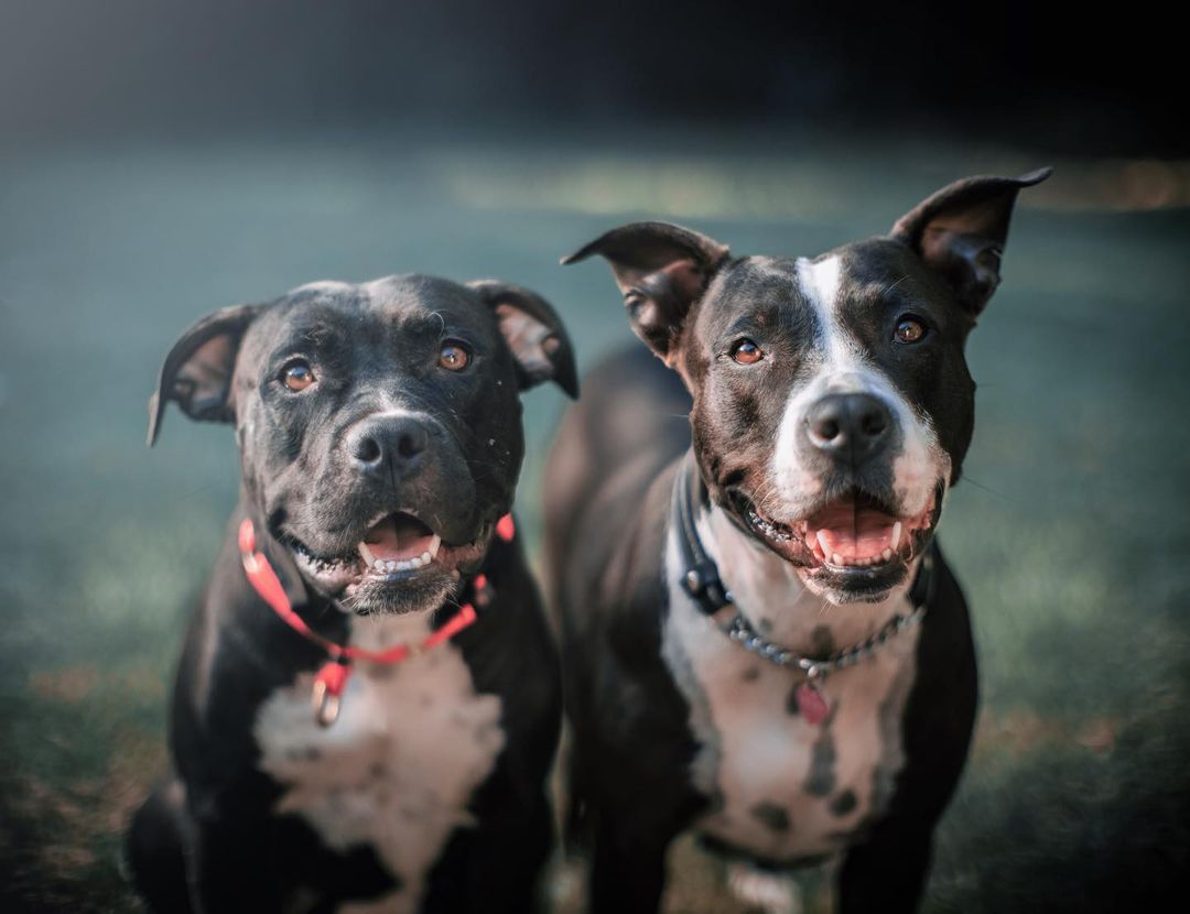 photo of two dogs