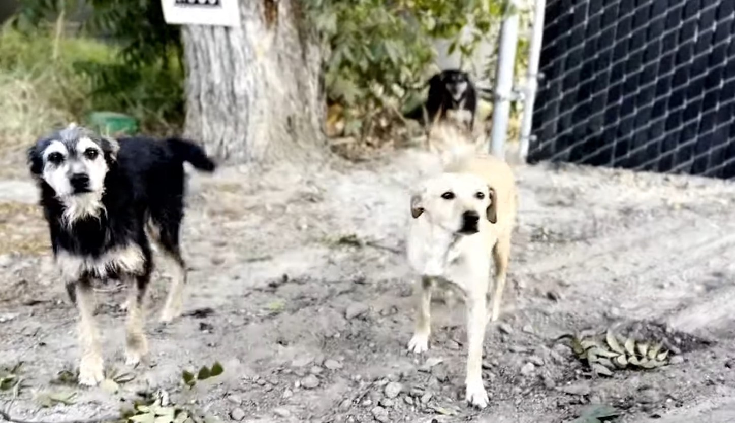 photo of two dogs