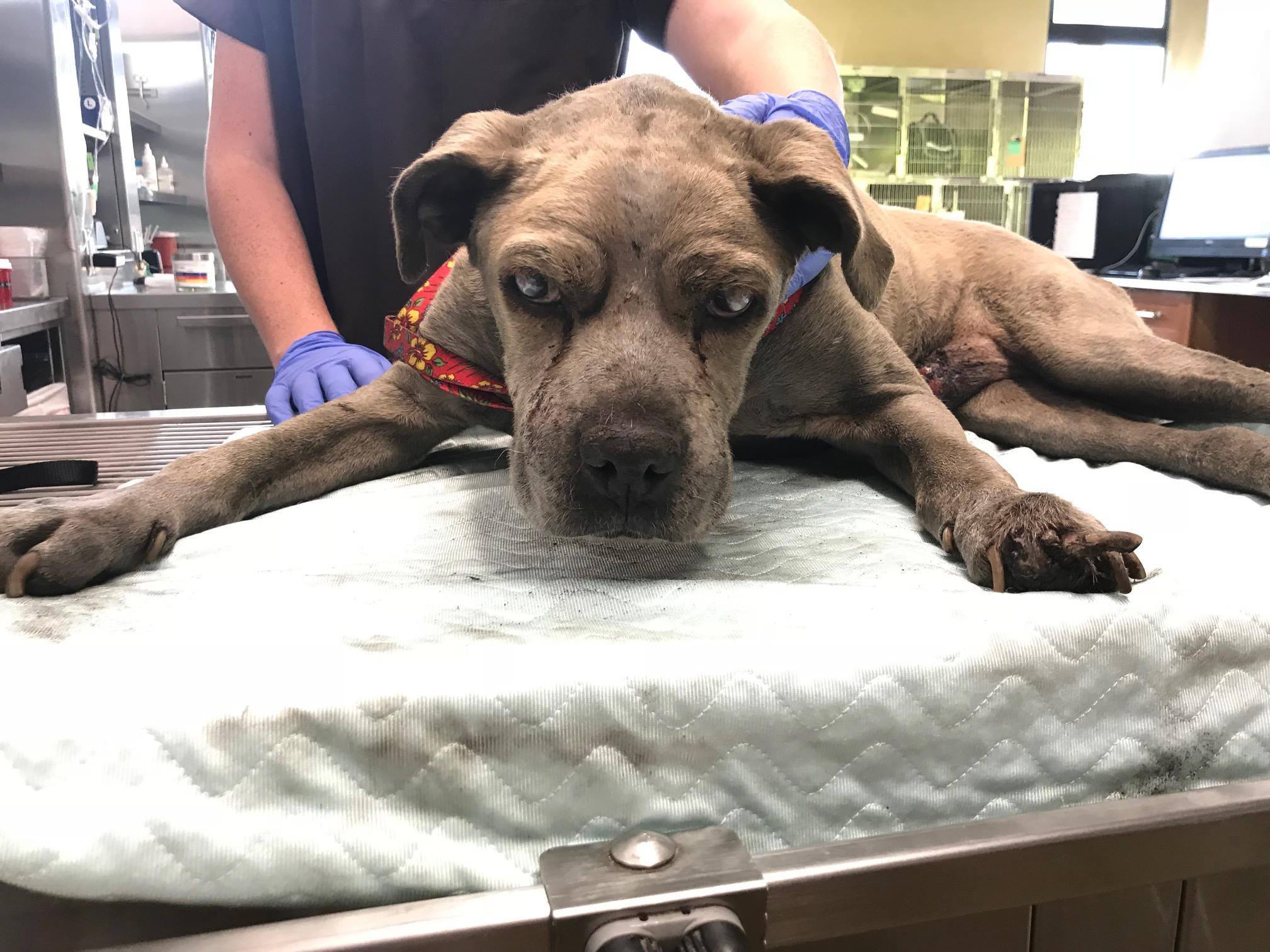 pit bull at vet clinic