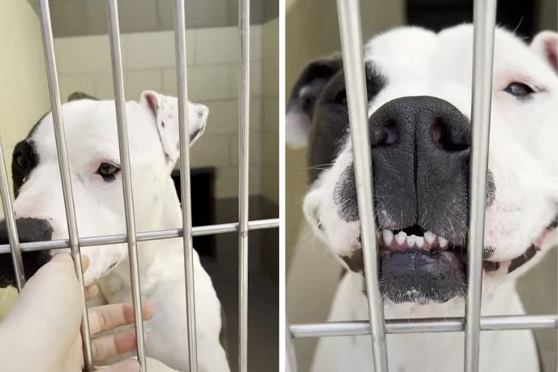 pitbull in a kennel