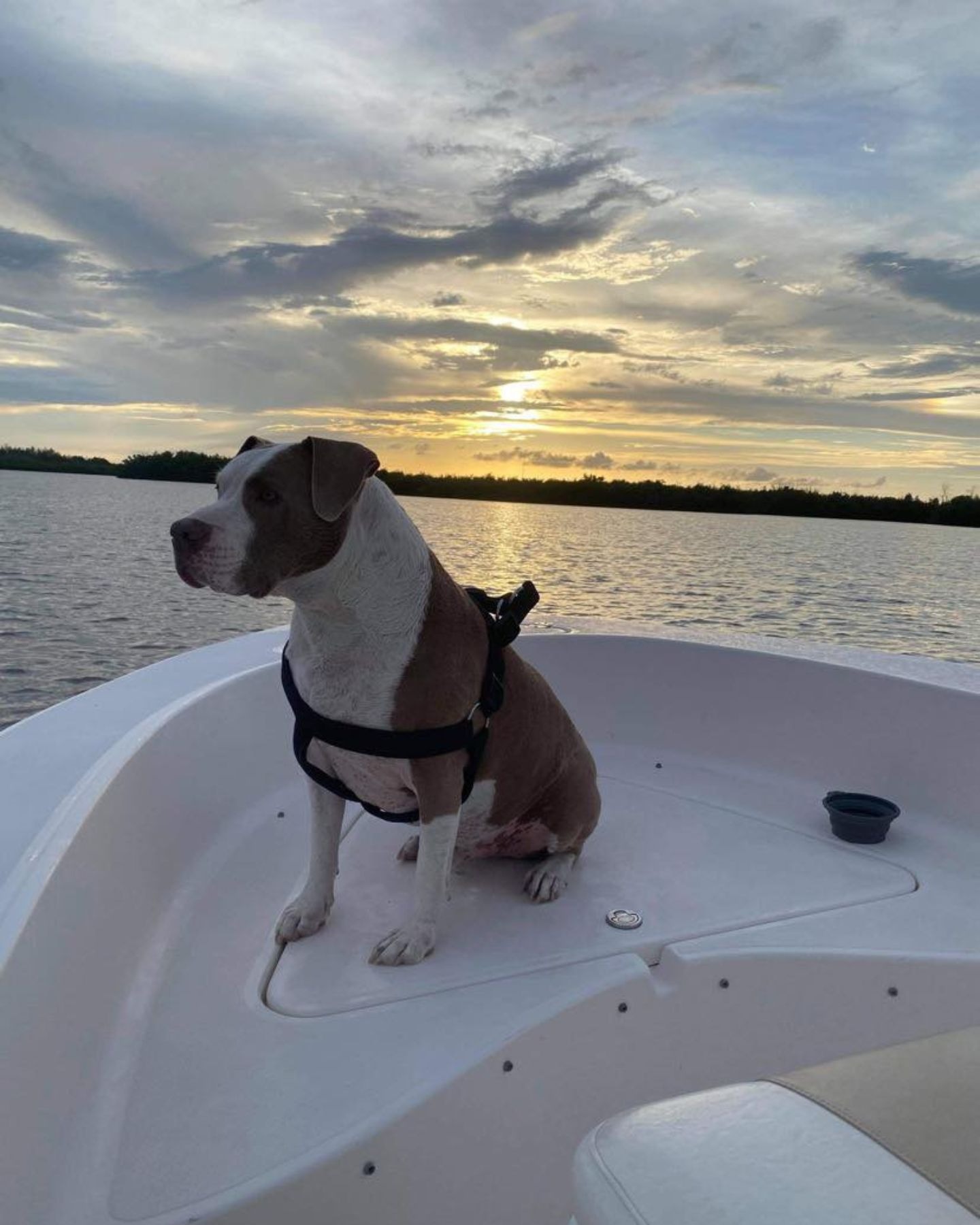 pitbull on the boat