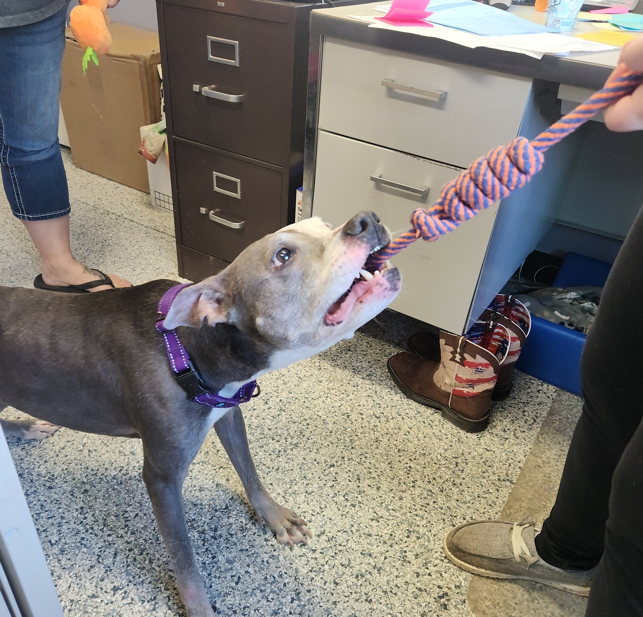 pittie biting a rope