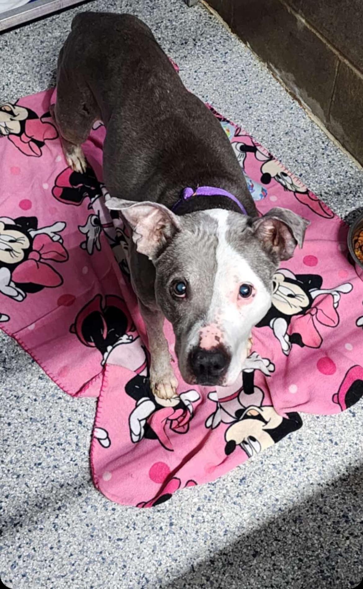 pittie on pink towel