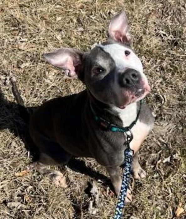 pittie outside looking up