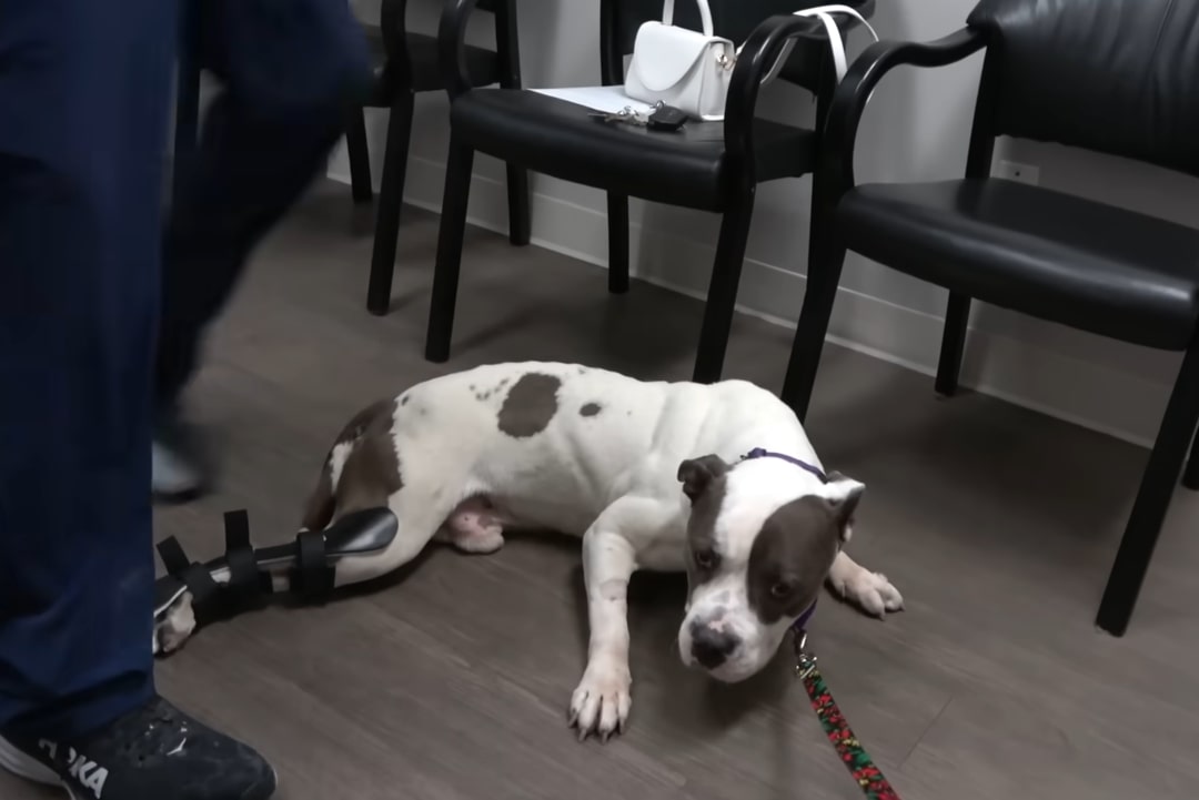 pittie with deformed legs lying on the floor