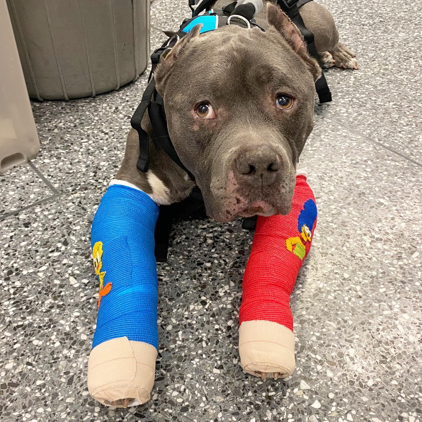 pittie with two broken legs