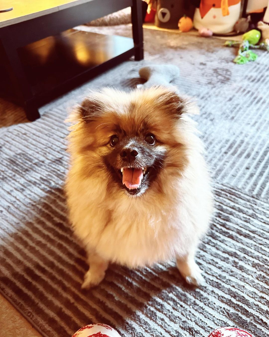 pomeranian named thompson