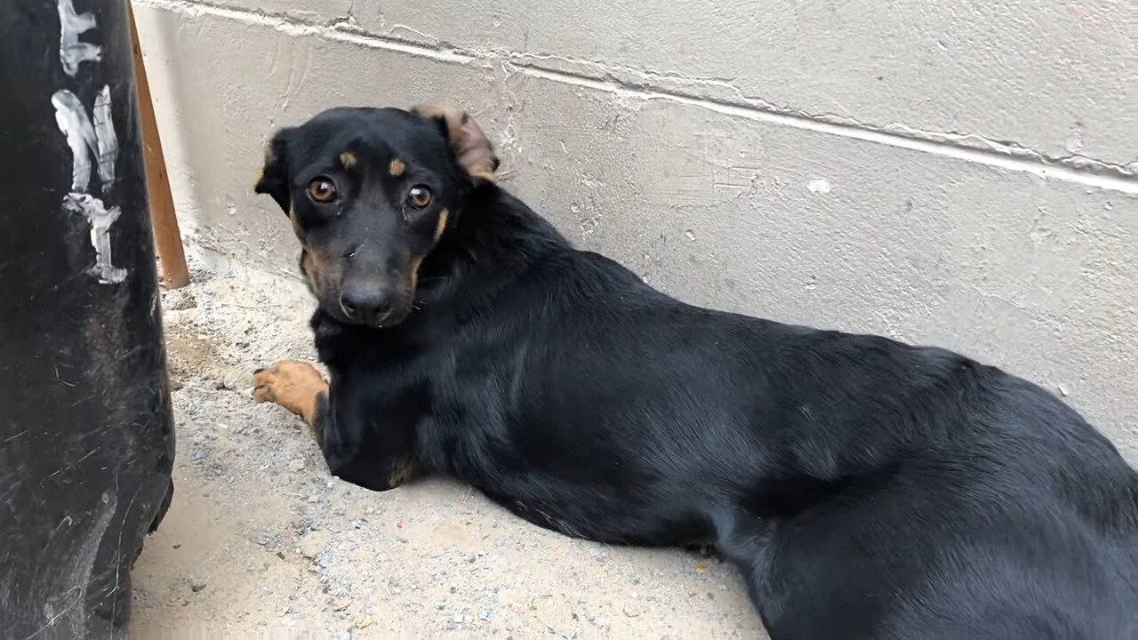 poor abandoned dog shaking