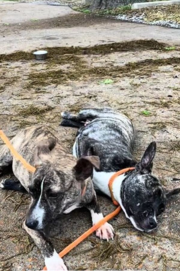 poor dogs laying on sand