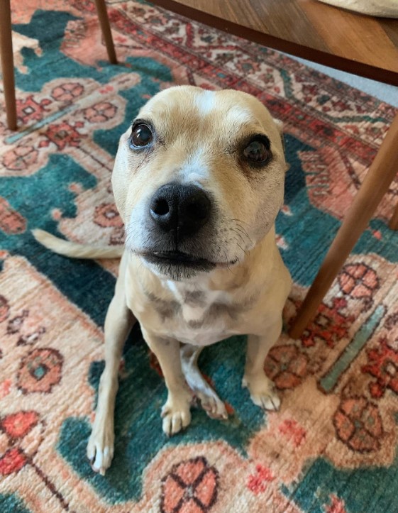 portrait of a beautiful dog with big brown eyes