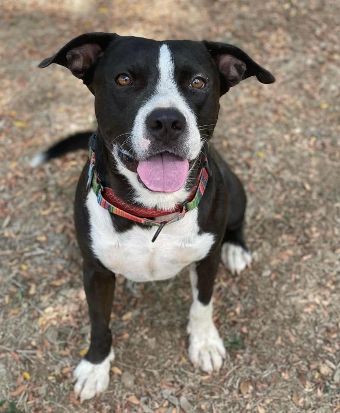 portrait of a black and white dog posing for the camera