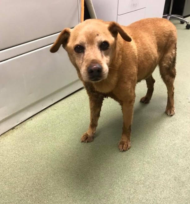 portrait of a brown rescue dog looking at the camera