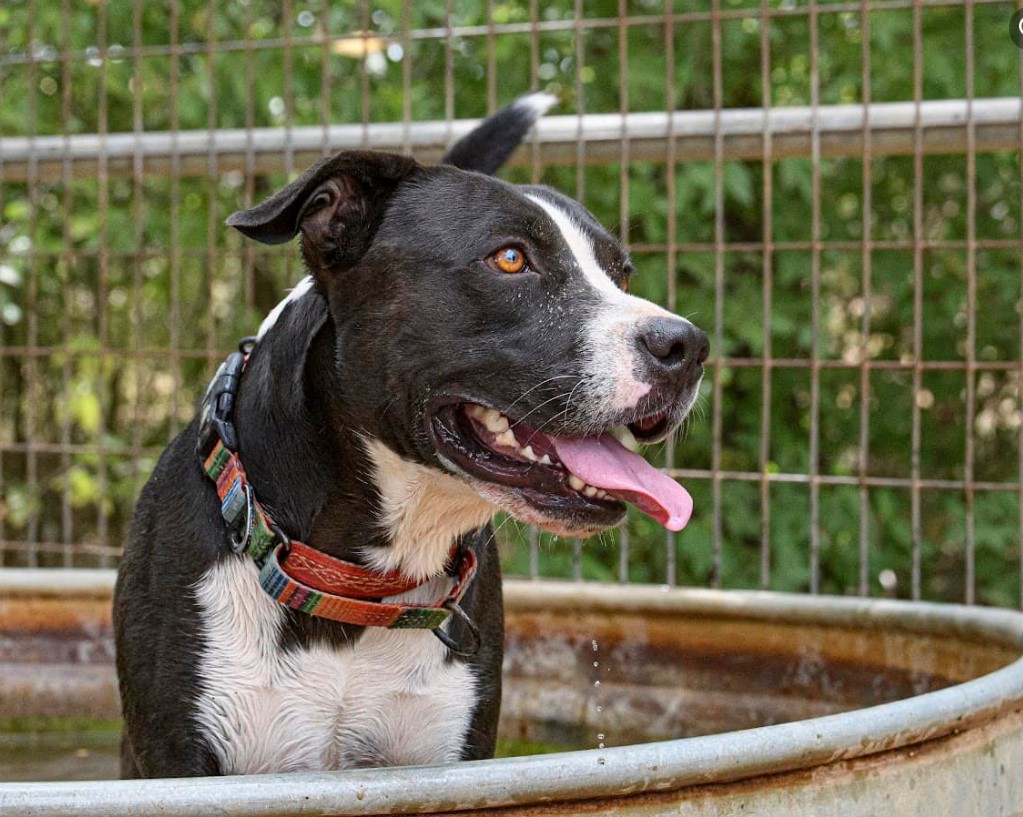 portrait of a dog in a large bowl of water