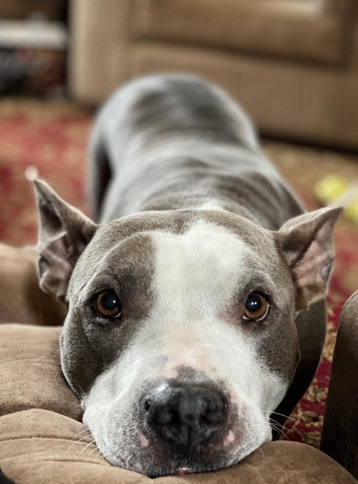 portrait of a dog leaning its head on a couch