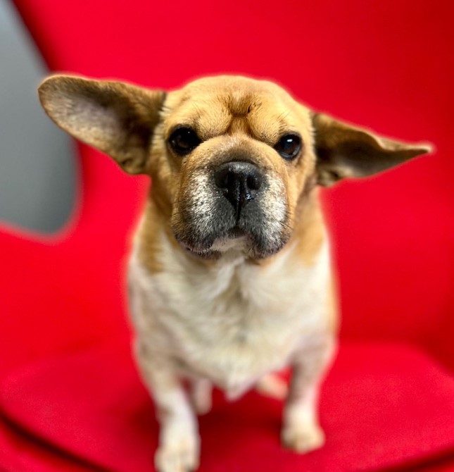 portrait of a dog sitting on a red chair