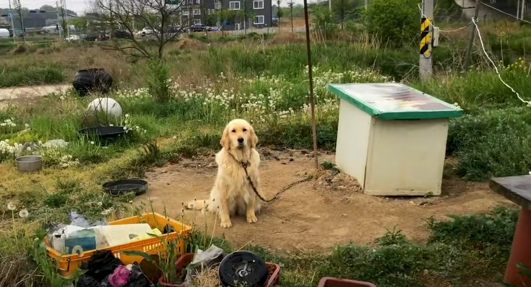 portrait of a neglected dog on a chain