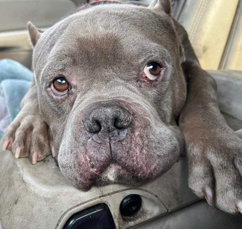 portrait of a pit bull with brown big eyes