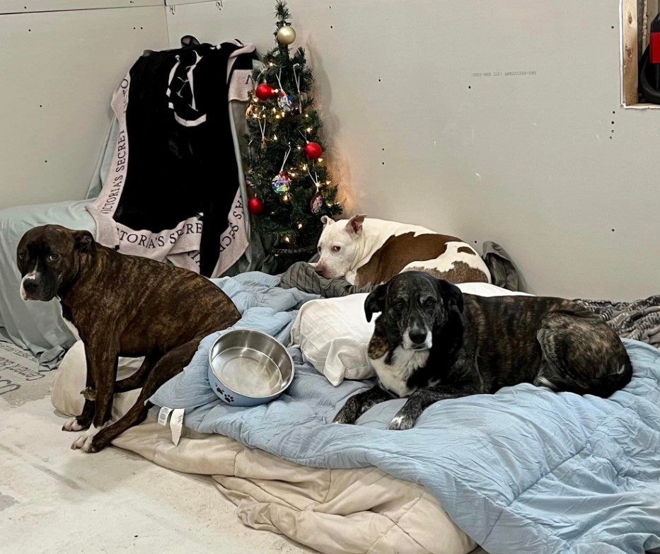 portrait of three dogs lying on quilts