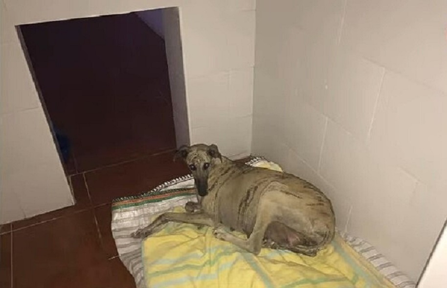 pregnant dog lying down