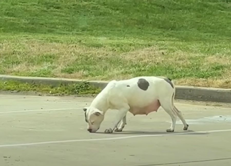 pregnant white dog