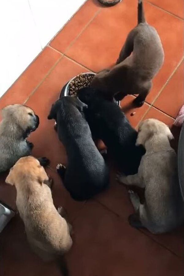 puppies at their bowl