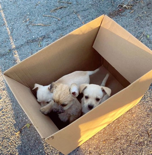 puppies in a box