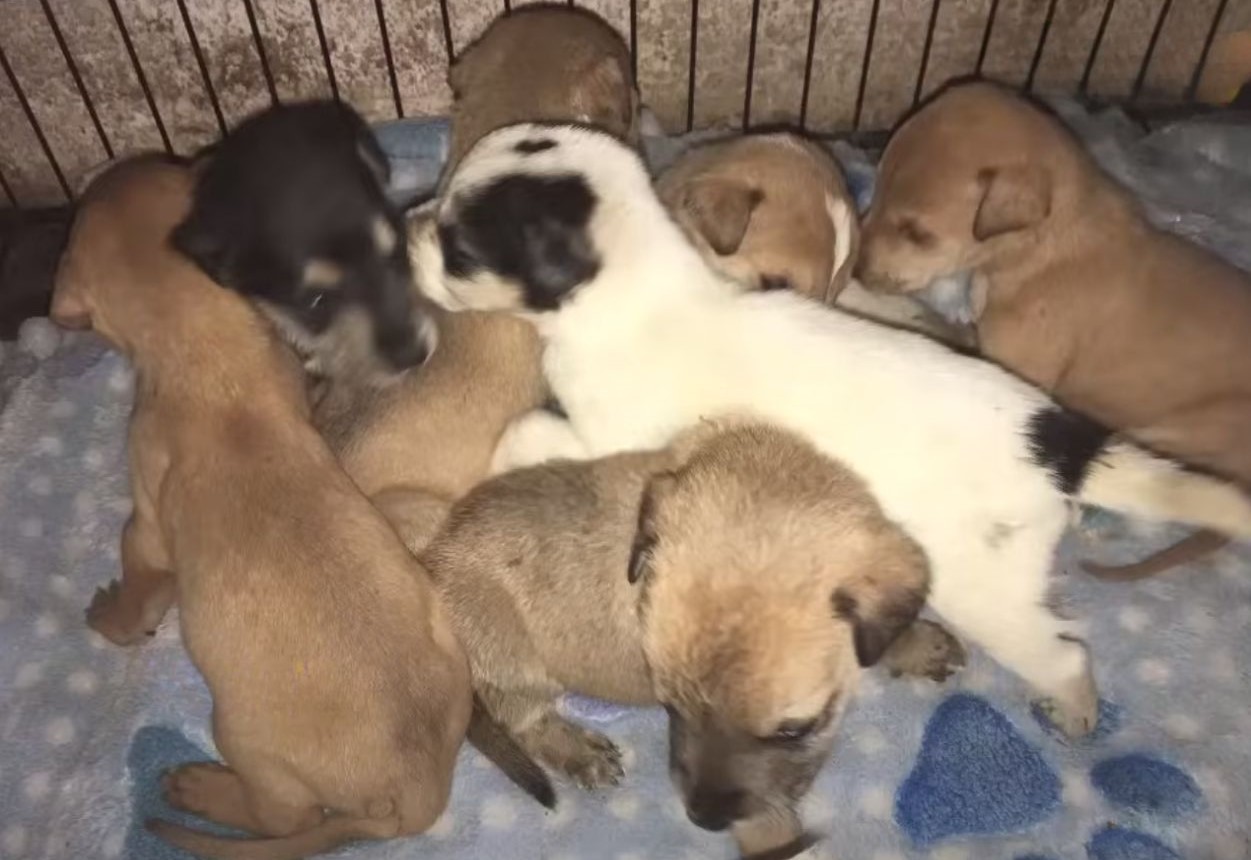 puppies in cage