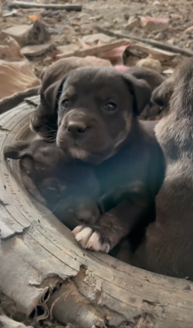 puppies in tire