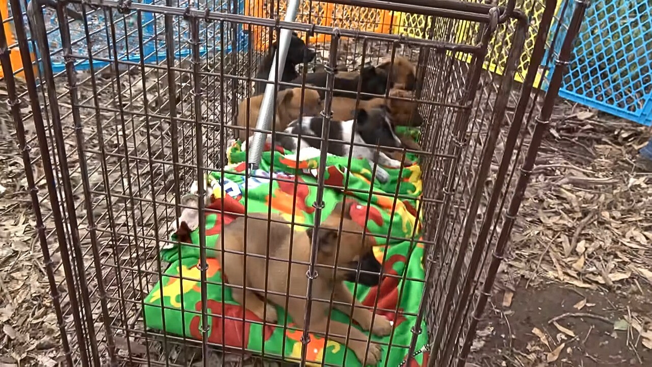 puppies locked in a cage