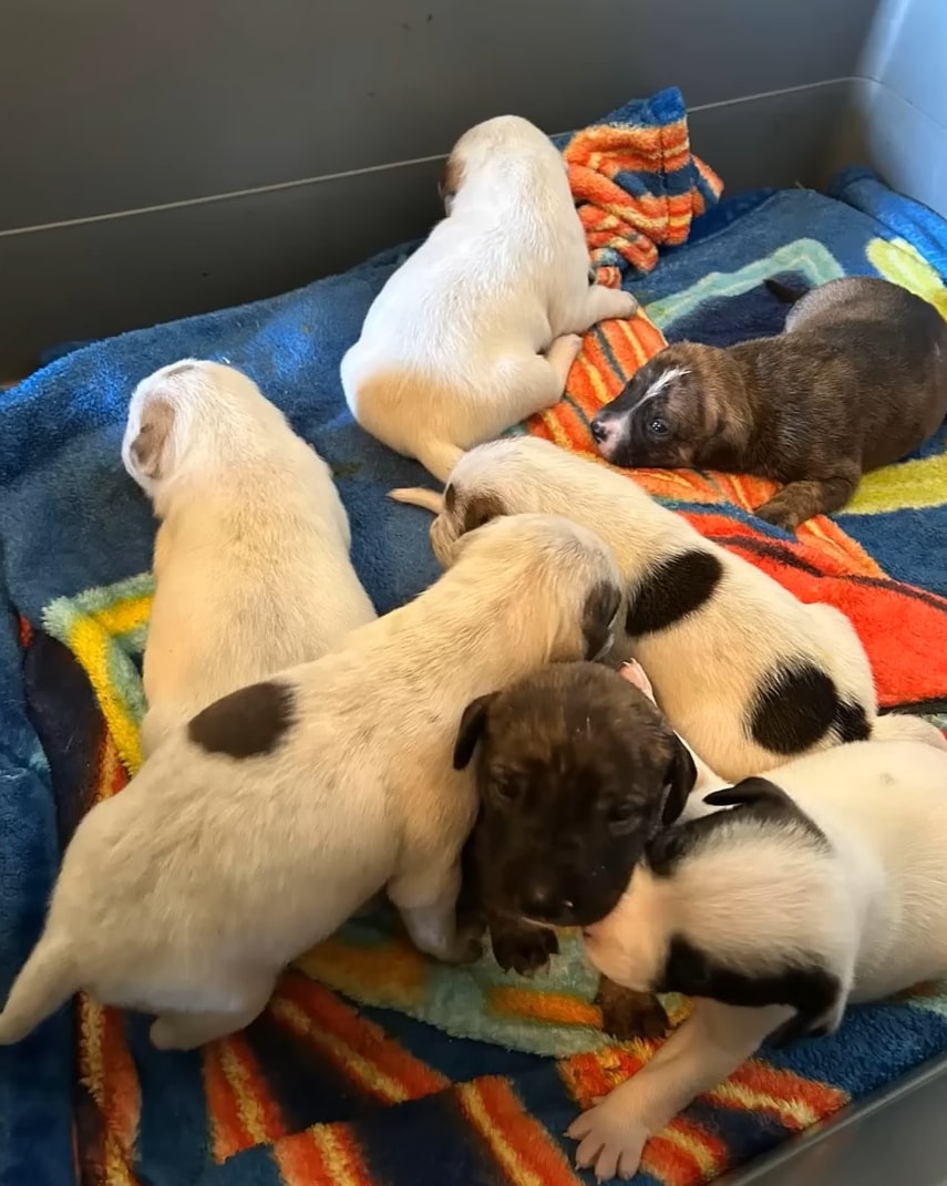 puppies on the towel