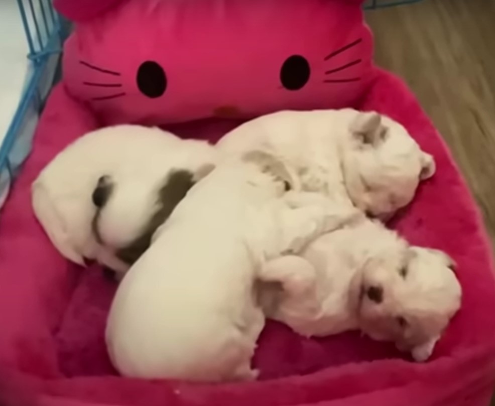 puppies sleeping on a red bed