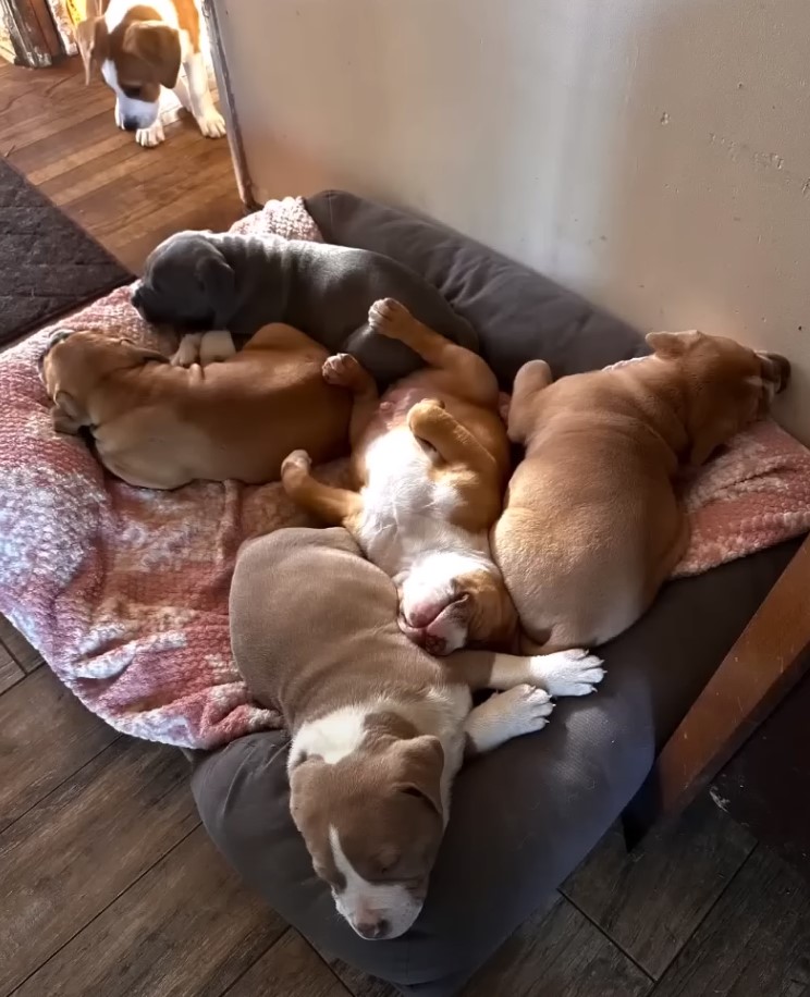 puppies sleeping