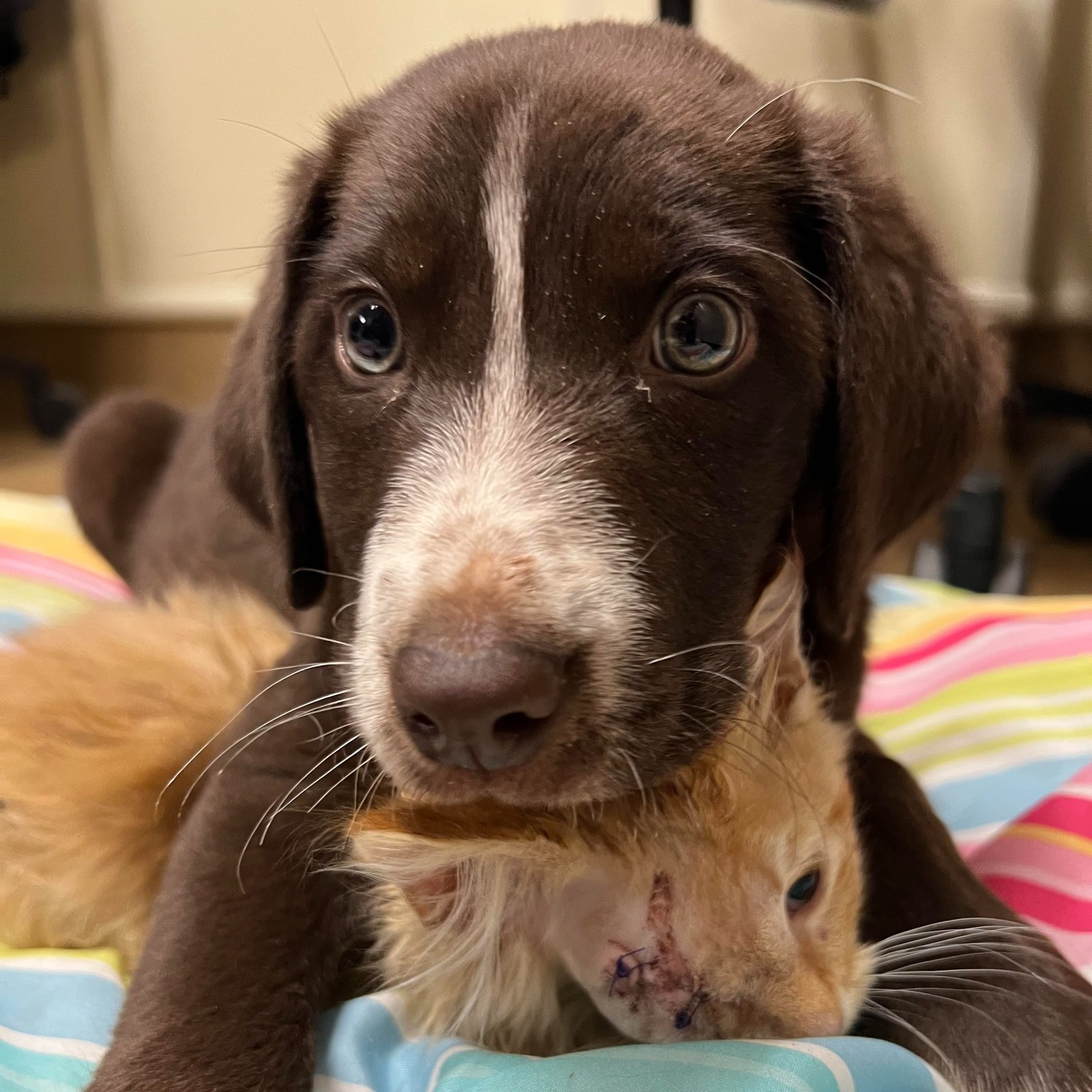 puppy after surgery